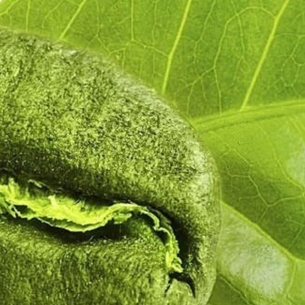 Café Verde